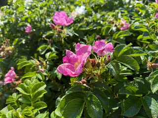 Close-up of blooming pink wild rose in a summer garden with green leaves.