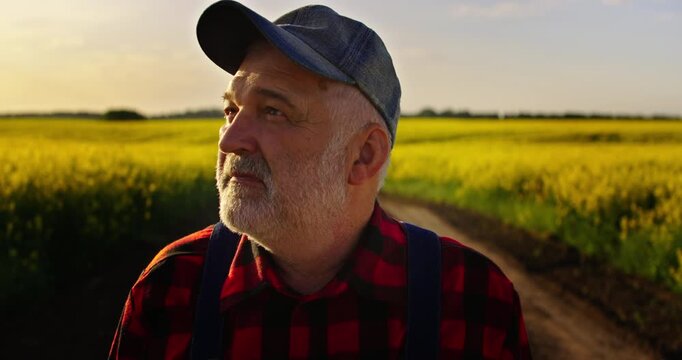 Portrait Of Elderly Male Person In Beautiful Blooming Rape Field In Summer Day, Old Farmer Dreaming