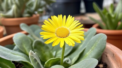 sunflower in bloom perfectly captured under the sunshine