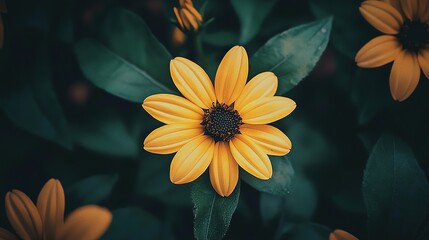 sunflower in bloom perfectly captured under the sunshine