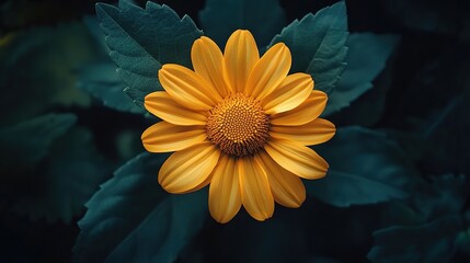 sunflower in bloom perfectly captured under the sunshine