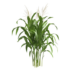 Corn isolated on transparent background