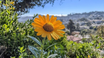 sunflower in bloom perfectly captured under the sunshine