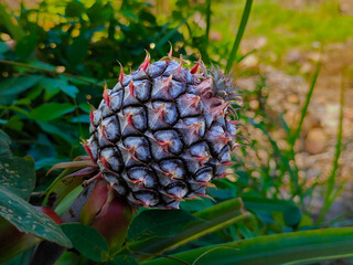 close up of unripe pineapple