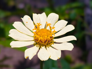 White zinnia flower with 