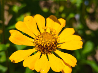 Zinnia yellow flower on a green background