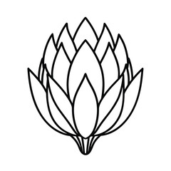 protea flower line art 