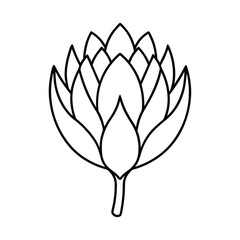 protea flower line art 