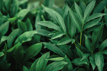 Obraz premium Colorful leaves green foliage natural floral background