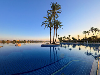 Tall large date palm tree phoenix dactylifera on island in infinity swimming pool at luxury tropical hotel resort