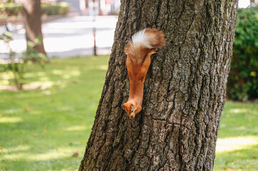 A curious squirrel in a park, foraging or perched, capturing a moment of urban wildlife.