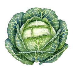 Fototapeta premium A vibrant green cabbage head depicted in a beautiful watercolor style, perfect for healthy food concepts and culinary designs.