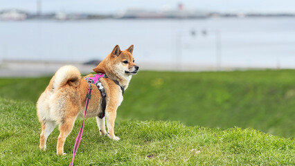 Adorable red Shiba Inu dog happily walking on lush green grass outdoors on a sunny summer day. High-quality, pet-friendly image perfect for nature, outdoor, or lifestyle projects. Copy space.