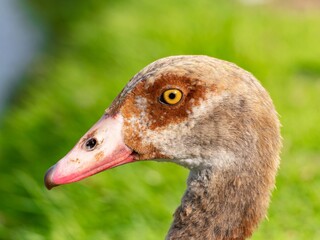 Close up of a male Egyptian goose (Alopochen aegyptiaca) Egyption Goose at a lake.