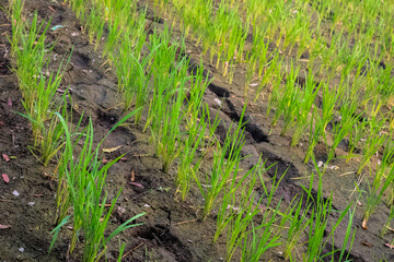 Young rice plants grow in rice field