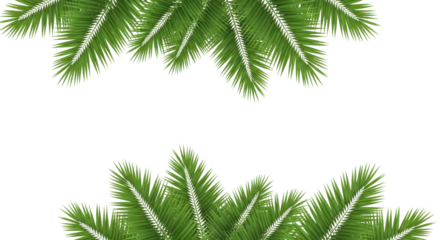 Palm leaves frame isolated PNG with Transparent Background