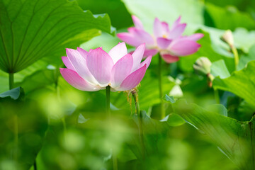 Obraz premium Serene Summer Lotus Blossoms Amid Vibrant Green Leaves 선연한 녹엽 사이로 피어난 고요한 여름의 연꽃