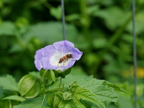 Nicandra physalodes - Giftbeere mit Insekt