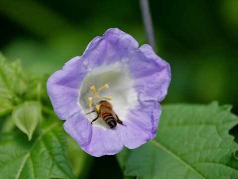 Nicandra physalodes - Giftbeere mit Insekt