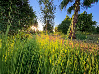 Grass meadow in rural countryside landscape setting with closeup of green plants and dawn sunrise