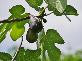 Feigenfrucht am Baum