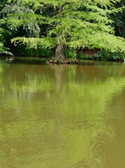 Sumpfzypresse (Taxodium distichum) im Botanischen Garten Hamburg