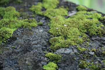 Close-up of Green Moss Growing on Stone Surface in Nature