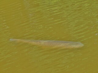 Wels schwimmt unter Wasseroberfläche