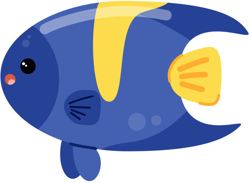 Asfur angelfish 