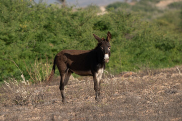 donkey and foal