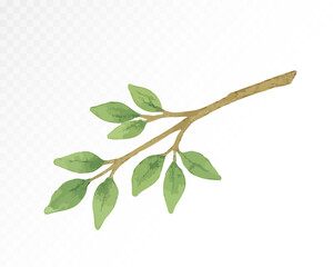Watercolor leafy branch with small green leaves, hand-painted botanical element in natural garden style for decorative compositions. Vector illustration.	