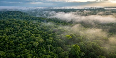 Majestic sunrise over lush forest canopy revealing mystical fog in the heart of the jungle Generative AI