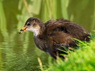 Young Coot, chick. Foraging for food on the riverbank. Eurasian coot swimming on a pond an feeding with grass.