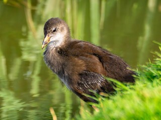 Young Coot, chick. Foraging for food on the riverbank. Eurasian coot swimming on a pond an feeding...