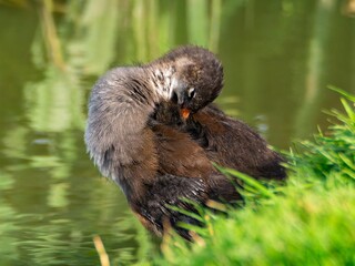 Young Coot, chick. Foraging for food on the riverbank. Eurasian coot swimming on a pond an feeding...
