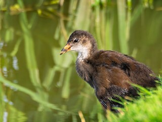 Young Coot, chick. Foraging for food on the riverbank. Eurasian coot swimming on a pond an feeding...