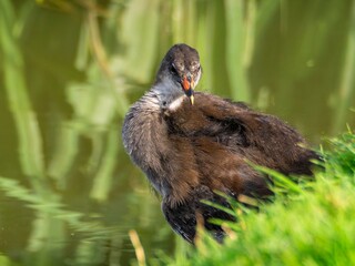Young Coot, chick. Foraging for food on the riverbank. Eurasian coot swimming on a pond an feeding...