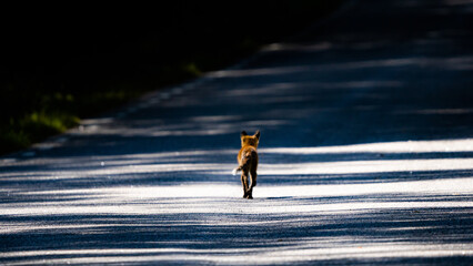 Fuchswelpe auf leerer Straße im Lichtspiel des Waldes – Symbol für Freiheit und Gefahr