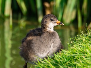 Young Coot, chick. Foraging for food on the riverbank. Eurasian coot swimming on a pond an feeding...
