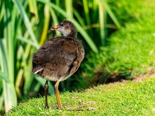 Young Coot, chick. Foraging for food on the riverbank. Eurasian coot swimming on a pond an feeding...