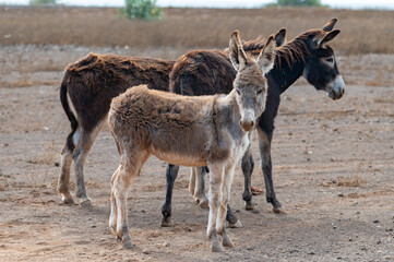 donkey and foal