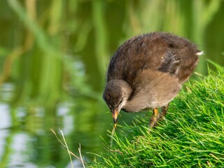 Young Coot, chick. Foraging for food on the riverbank. Eurasian coot swimming on a pond an feeding...