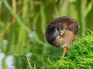Young Coot, chick. Foraging for food on the riverbank. Eurasian coot swimming on a pond an feeding...