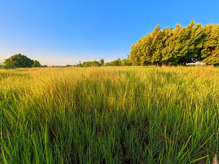 Arable agricultural field meadows in rural countryside landscape setting with closeup of green grass plant crop for hay