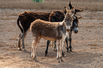 donkey and foal