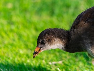 Young Coot, chick. Foraging for food on the riverbank. Eurasian coot swimming on a pond an feeding...