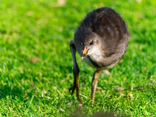 Young Coot, chick. Foraging for food on the riverbank. Eurasian coot swimming on a pond an feeding...