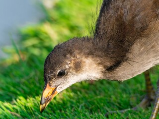 Young Coot, chick. Foraging for food on the riverbank. Eurasian coot swimming on a pond an feeding with grass.