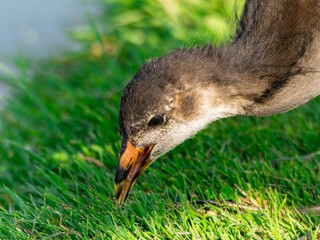 Young Coot, chick. Foraging for food on the riverbank. Eurasian coot swimming on a pond an feeding with grass.
