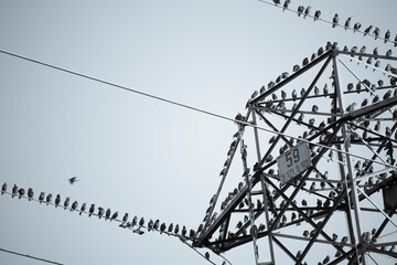 Słup energetyczny © Patryk